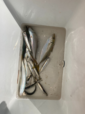 大黒埠頭海釣り施設にての釣果