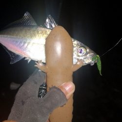 アジング練習　287　