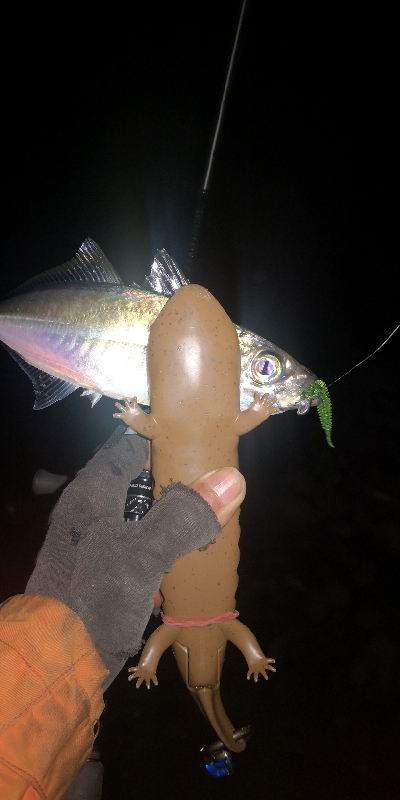 アジング練習　287　