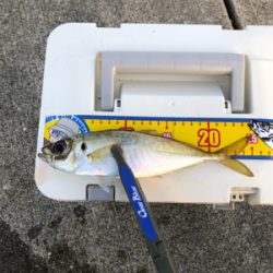 ベスポジ入れず