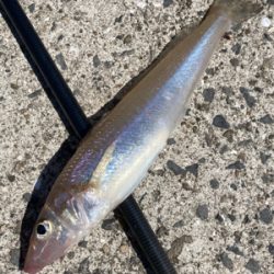 堤防から鱚釣りで3目達成