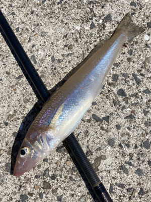 堤防から鱚釣りで3目達成