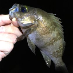 メバル好調です