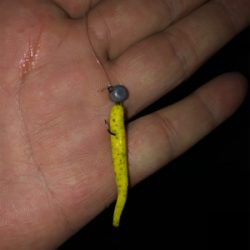 良型なんとか釣れました。