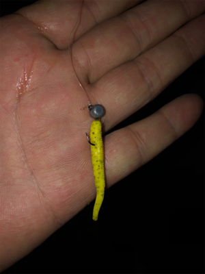 良型なんとか釣れました。