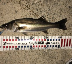 バチ抜けシーバス