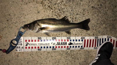 バチ抜けシーバス