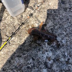 早めのキス釣り