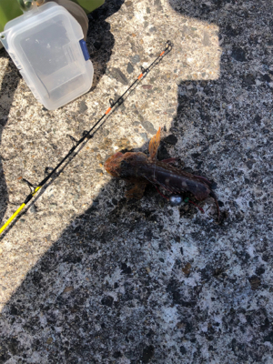 早めのキス釣り