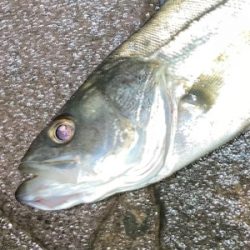 シーバスフィッシング