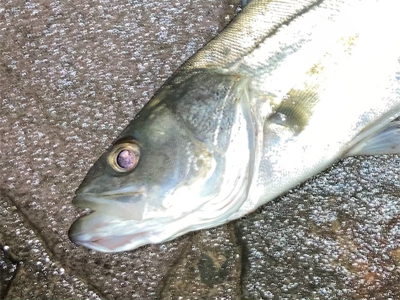 シーバスフィッシング