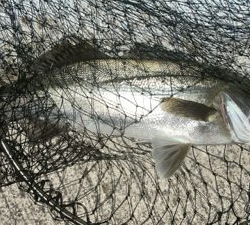 シーバスやっと釣れましたま