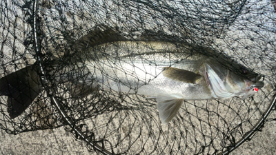 シーバスやっと釣れましたま