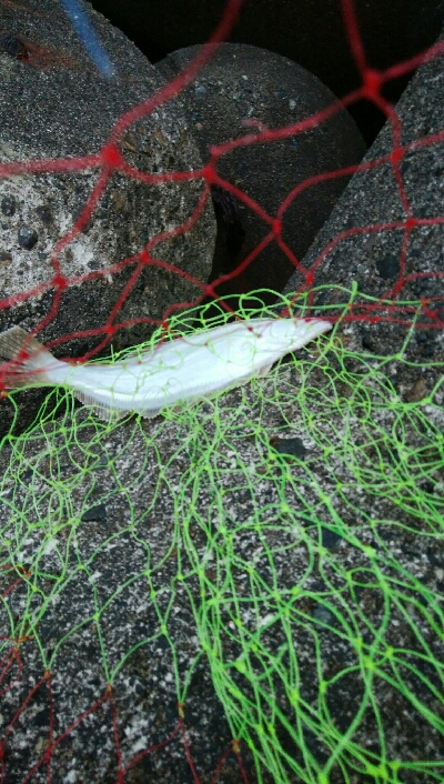 ヒラメ2枚。そして、竿折れる・・・