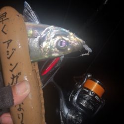 アジング練習　288　ゴーセン　ホンテロンエステルリーダー