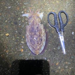 春烏賊を求めて。