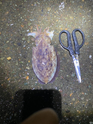 春烏賊を求めて。