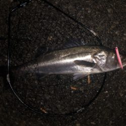 バチ抜けシーバス