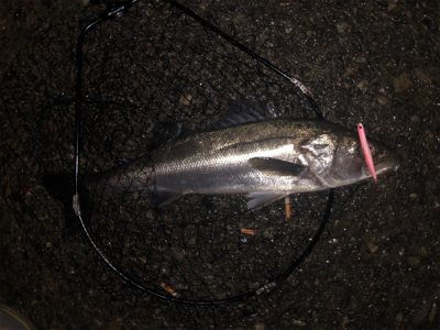 バチ抜けシーバス