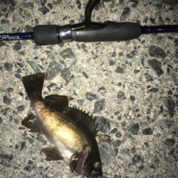 ガシラ祭り‼️