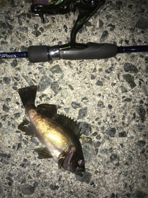 ガシラ祭り‼️