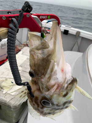 激シブジギング