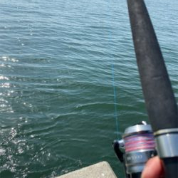 メジハラ参戦!!