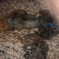 魚がダメならイカでも釣るか