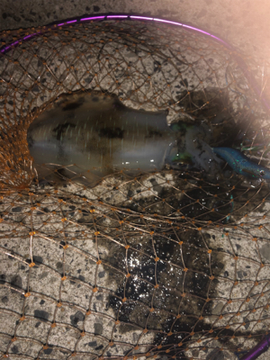 魚がダメならイカでも釣るか