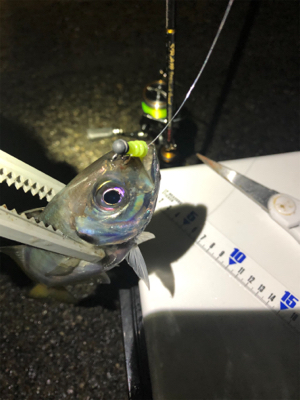 雨上がりアジング！