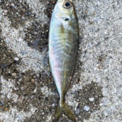 堤防先端とったのに