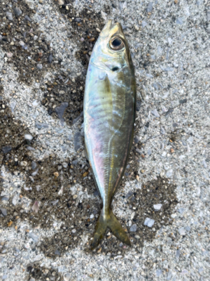 堤防先端とったのに