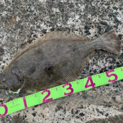 産卵明け組が入ってきてるらしいよ！