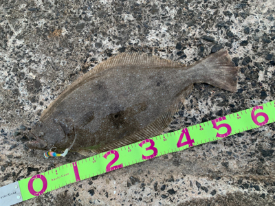 産卵明け組が入ってきてるらしいよ！