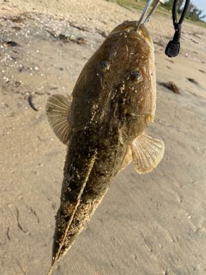 ラッキーです。