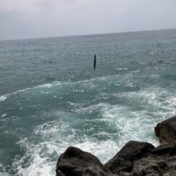 地磯でヒラセイゴ