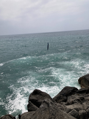 地磯でヒラセイゴ