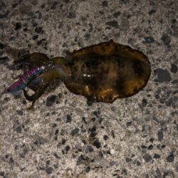 連夜のエギング