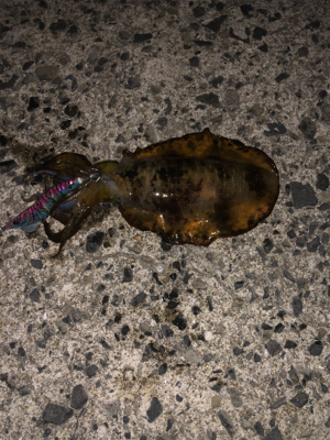 連夜のエギング