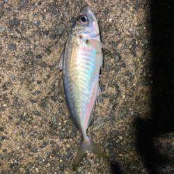 メバルどんどん上げ調子