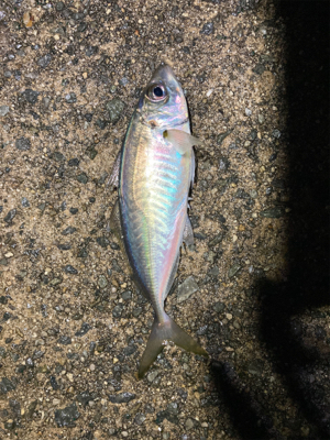 メバルどんどん上げ調子