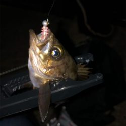 ライトロックフィッシング