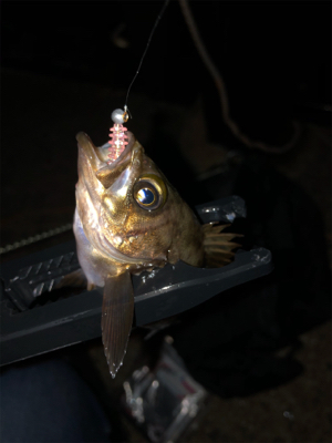 ライトロックフィッシング