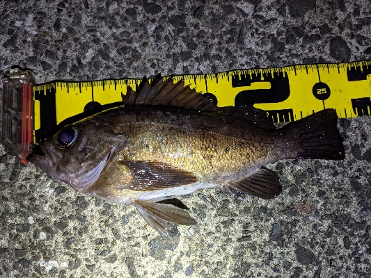 短時間メバリング