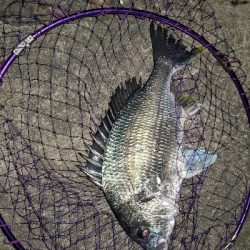 バチ抜けてないけどバチルアー