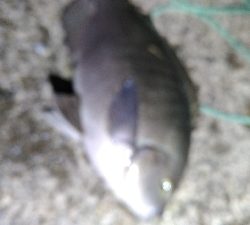 4/8釣果グレ39センチ！