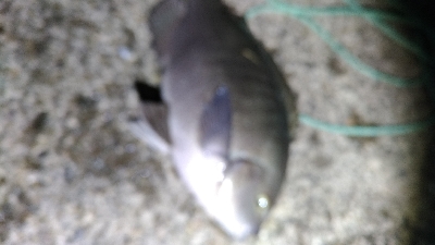 4/8釣果グレ39センチ！