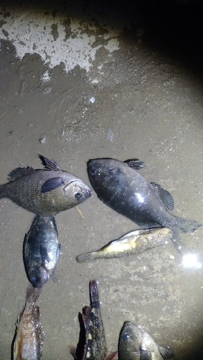 4/11釣果グレ大漁