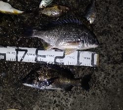 4/18釣果カンダイキビレアジチヌ