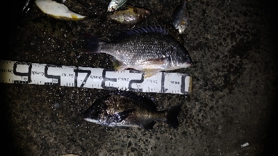 4/18釣果カンダイキビレアジチヌ